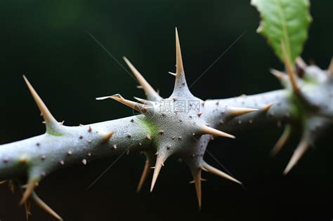 有尖刺的植物|探索大自然中的带刺植物：从观赏到实用的价值